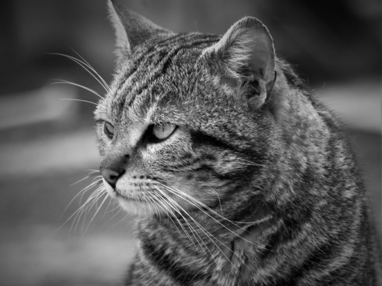 Мертвого кота отдали на экспертизу, чтобы доказать вину его хозяина