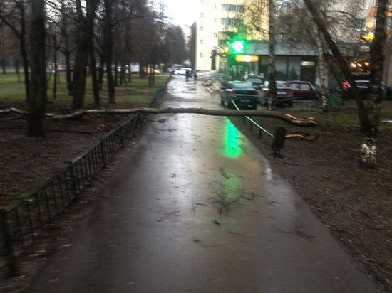 Ураган убивал москвичей вагончиками, травмировал деревьями: видео и фото последствий