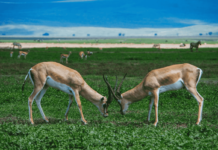 ПОБЫВАТЬ В МИРЕ «КОРОЛЯ ЛЬВА»: ЗАЧЕМ СТОИТ ПОЕХАТЬ НА ОТДЫХ В ТАНЗАНИЮ И ЗАНЗИБАР