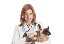 Процедура кремации кошек