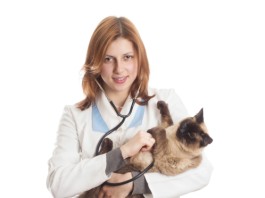 Процедура кремации кошек