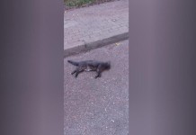 Мужчина, выбросивший из окна кошек, был в неадекватном состоянии