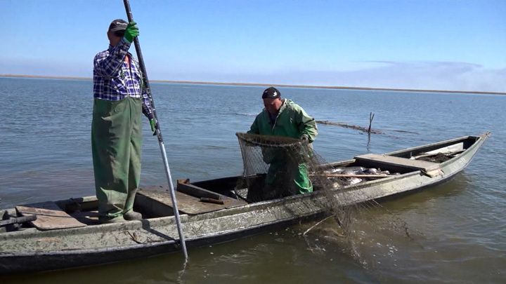 Минсельхоз продлил запрет на вылов воблы до конца 2027 года - Новости на Вести.ru