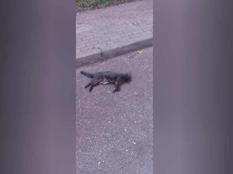 Мужчина, выбросивший из окна кошек, был в неадекватном состоянии